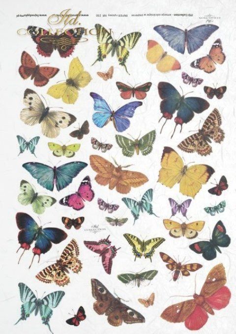 Papier de Riz Collection de papillons R0230